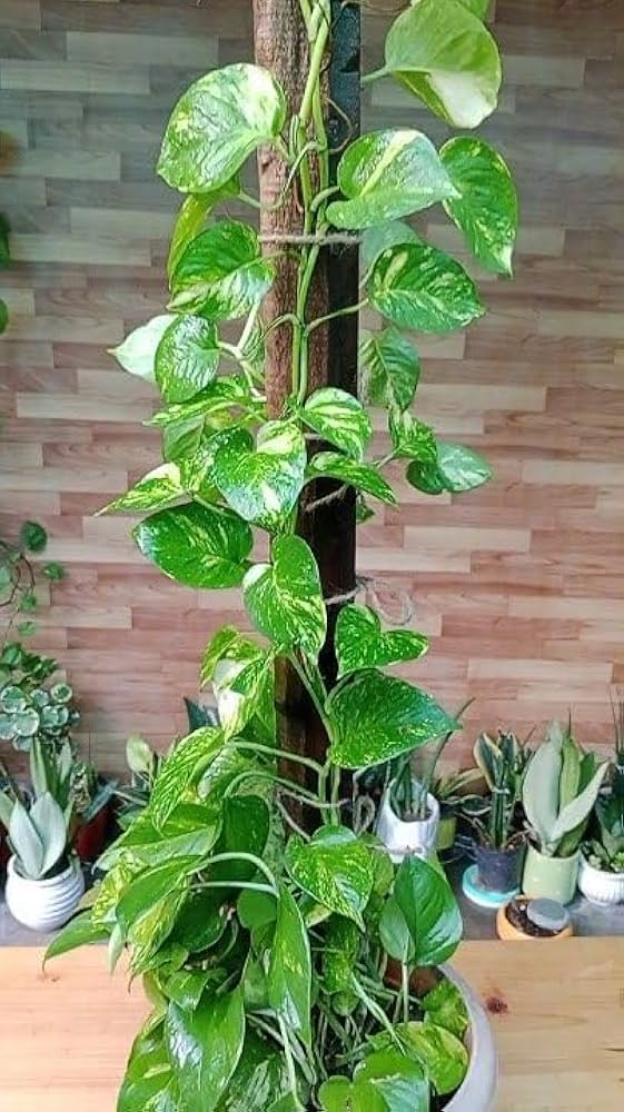 Pothos vine on a wall