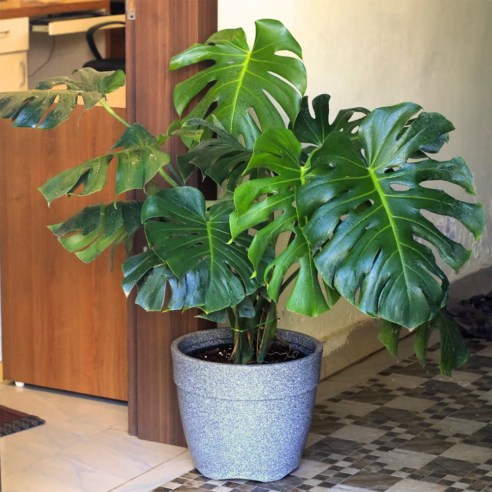 Monstera in a grey pot
