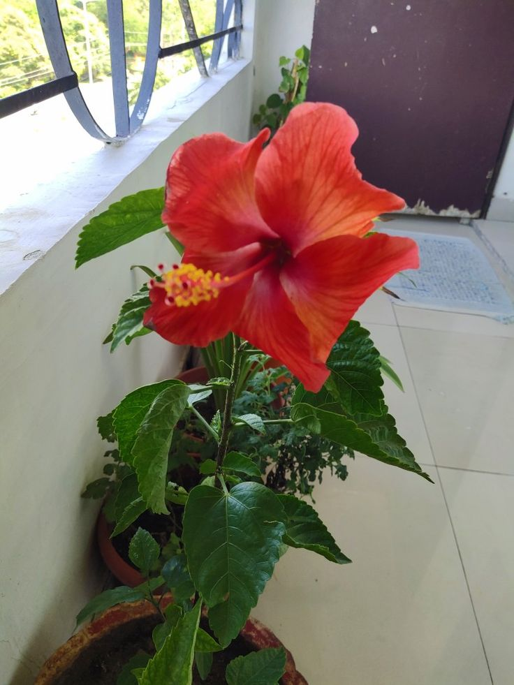 Flowering plant outdoors